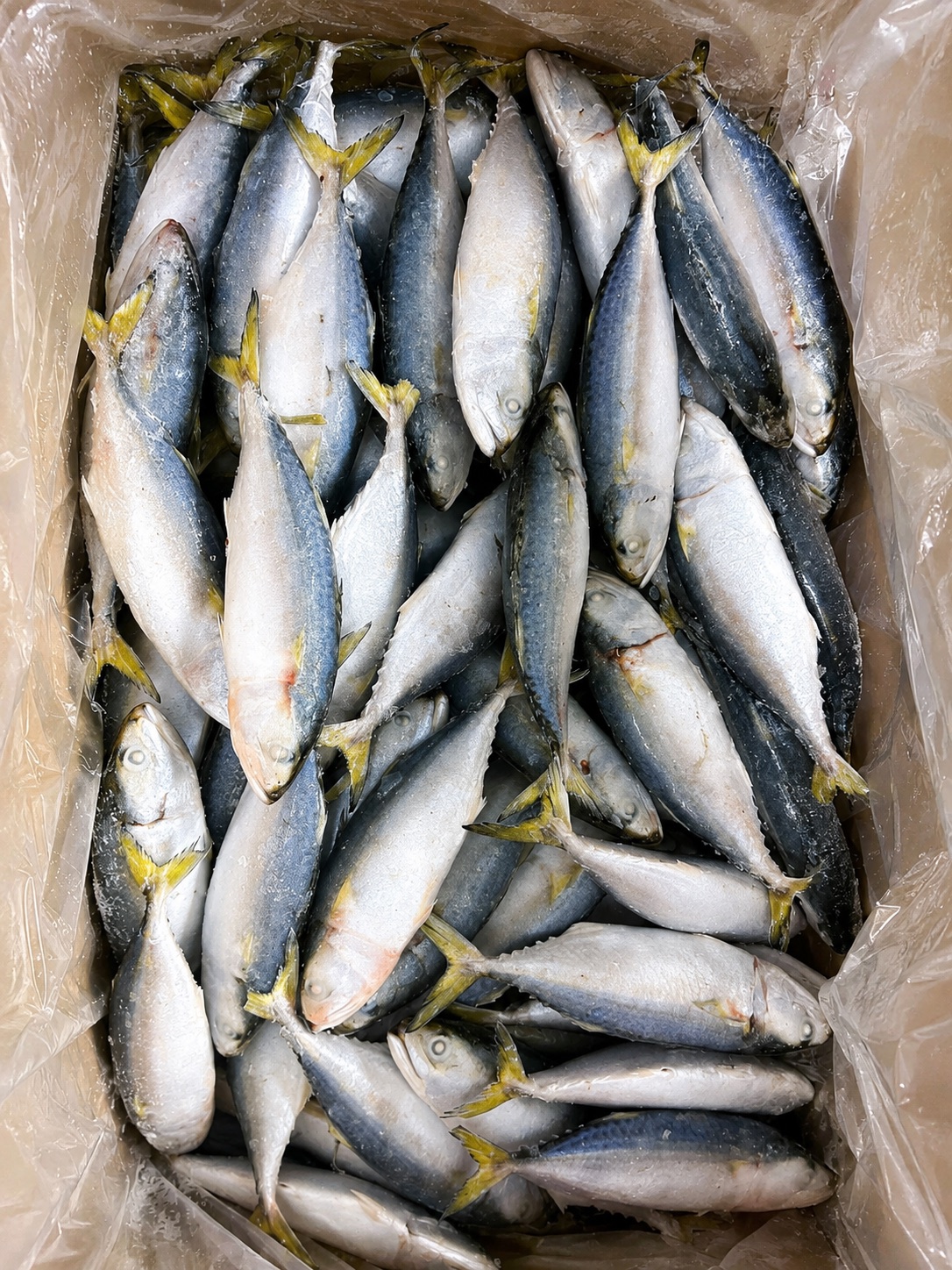 Indian Mackerel