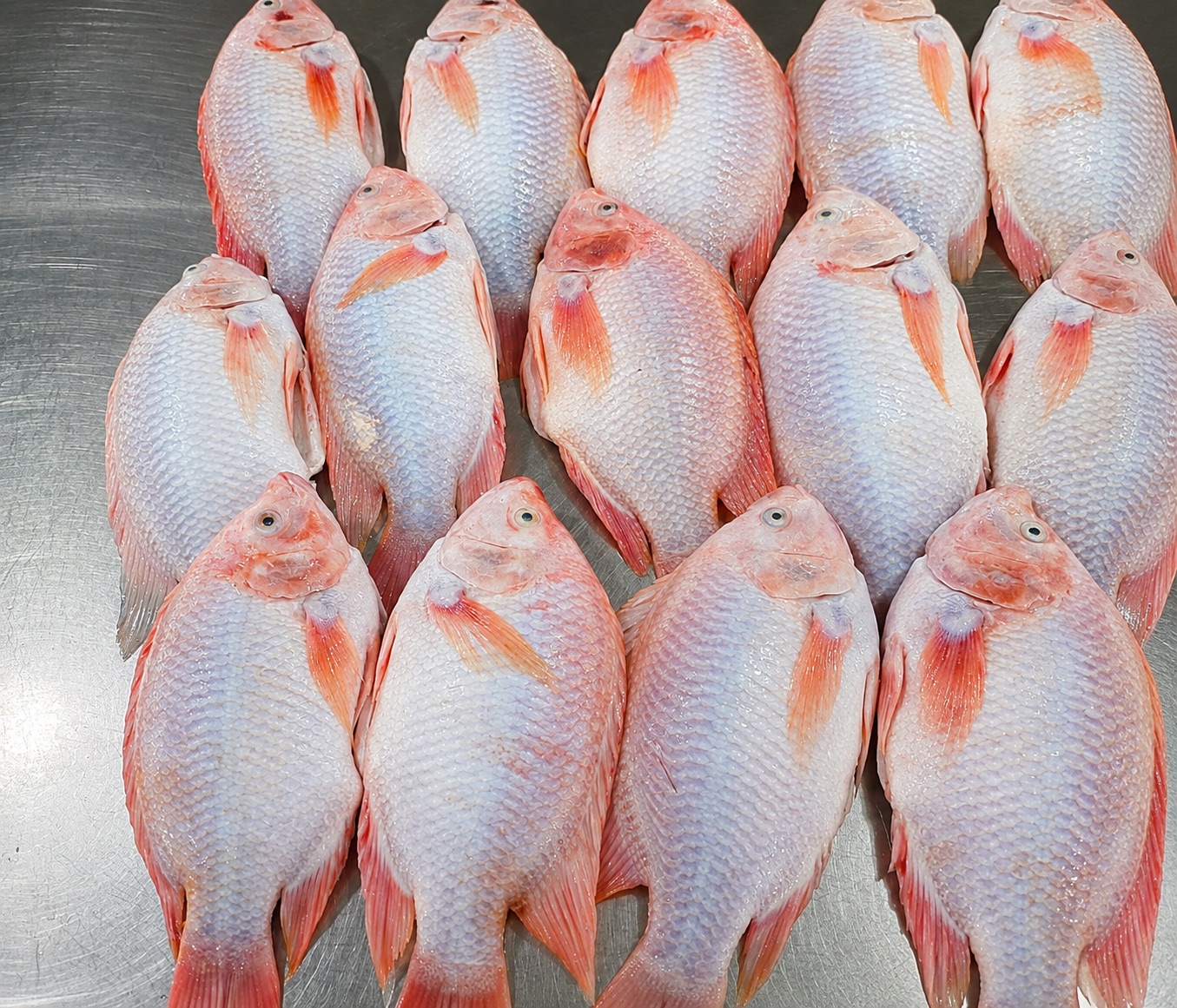 Red Tilapia