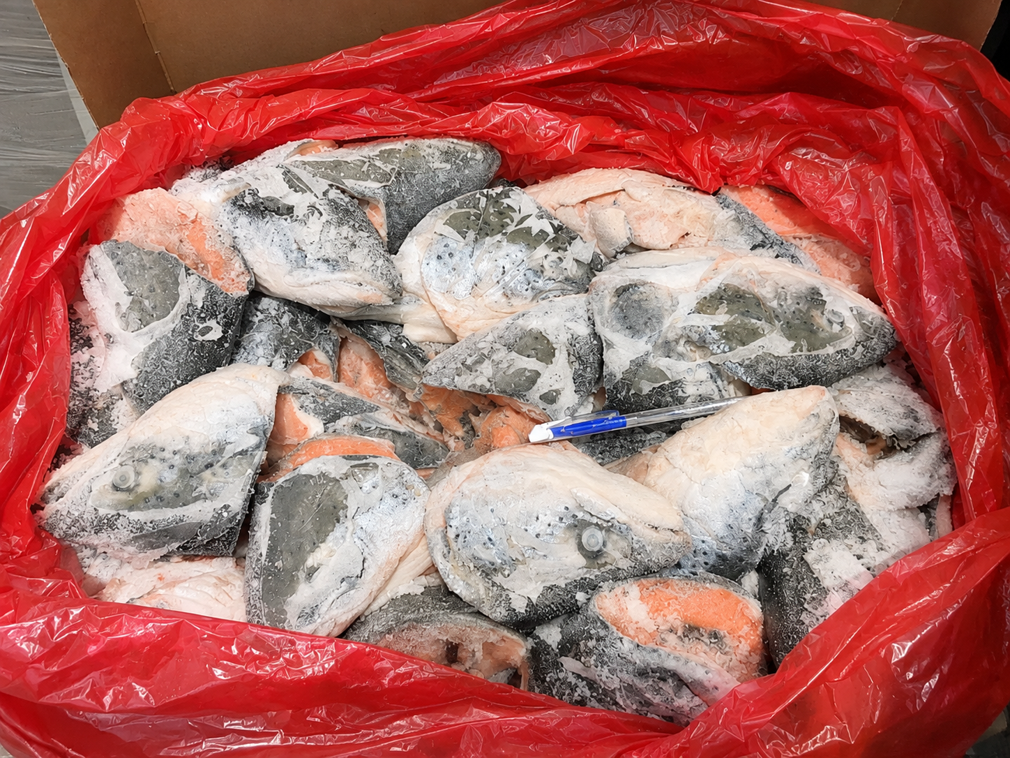 Salmon Head