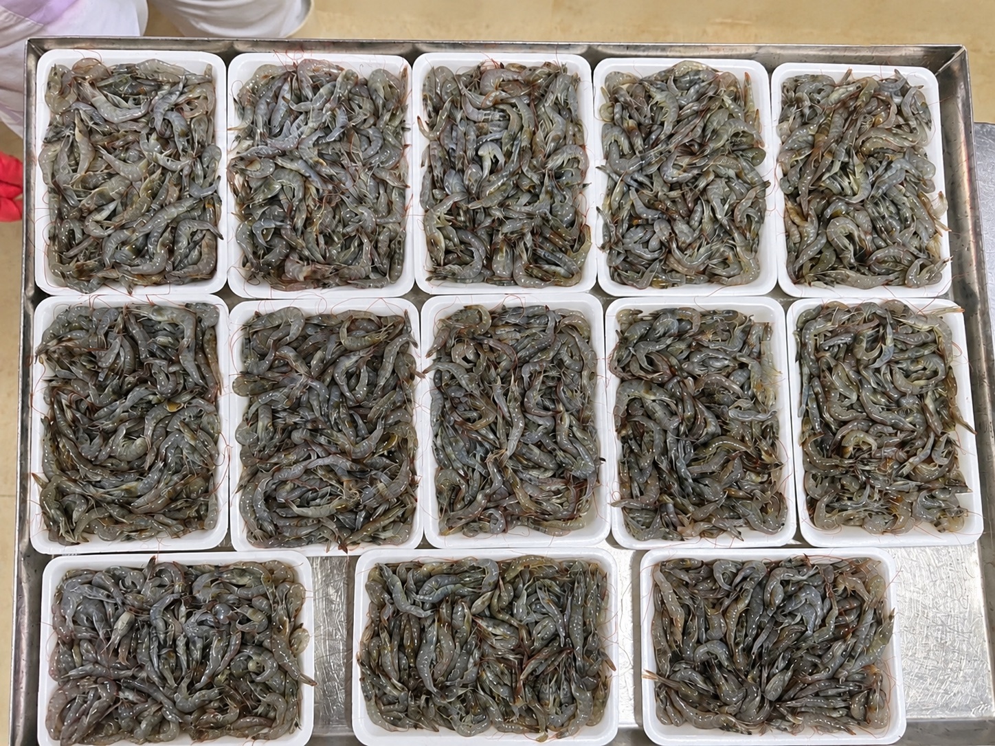 Frozen Small Shrimp